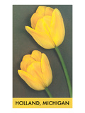 Holland  Michigan  Yellow Tulips