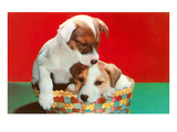 Jack Russell Puppies in Basket