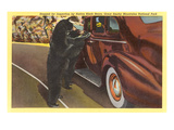 Bears at Car  Smoky Mountains  North Carolina