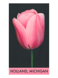 Holland  Michigan  Pink Tulip