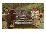 Tourists Watching Black Bear