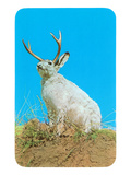 Jackalope  Horned Rabbit