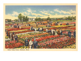 Tulip Farm  Holland  Michigan