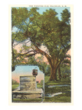 Webster Elm  Franklin  New Hampshire
