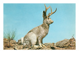 Jackalope