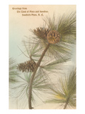 Pine Needles and Cones  Southern Pines  North Carolina