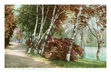Birches  Lake Como Park  St Paul  Minnesota