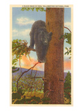 Bear in Tree  Yellowstone Park  Montana