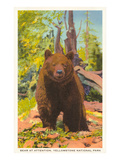 Bear  Yellowstone Park  Montana