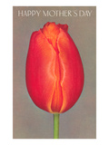 Happy Mothers Day  Red Tulip