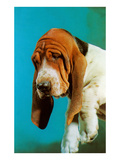 Sad Basset Hound