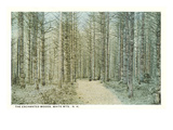 Enchanted Woods  White Mountains  New Hampshire