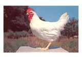 Leghorn Rooster