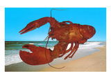 Giant Lobster on Beach