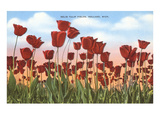 Tulip Fields  Holland  Michigan