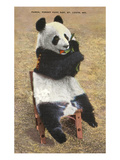 Panda  Forest Park Zoo  St Louis  Missouri