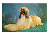 Afghan Hound