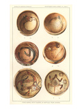 Hopi Polychrome Bowls from Sikyatki