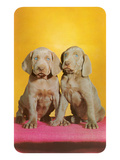 Weimaraner Puppies