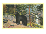 Black Bear  Glacier Park  Montana