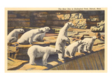 Polar Bears in Zoo  Detroit  Michigan