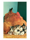 Hen Sitting on Kittens