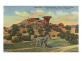 Burros by Camel Rock  Pojoaque  New Mexico