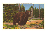 Bear  Yellowstone Park  Montana