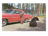 Bears Begging at Car