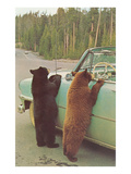 Bears Begging at Side of Car