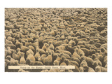 Sheep on Range  Judith Basin  Montana