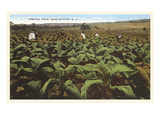 Tobacco Field  Raleigh  North Carolina