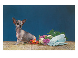 Chihuahua with Bouquet and Gloves
