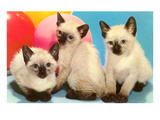 Three Siamese Kittens