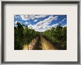 The Wines of New Zealand