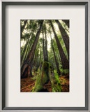 The Giants in the Muir Woods