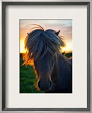The Horse of Sagas