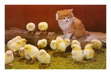 Kitten with Chicks