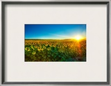 Sunflowers at Sunset