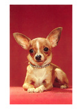 Chihuahua  Retro