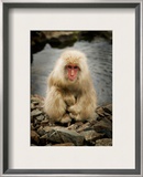 Snowy the Snow Monkey