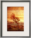 The Tree Alone Against the World