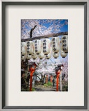 The Lamps and the Sakura