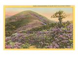 Rhododendrons  Blue Ridge Parkway  North Carolina