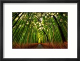 The Bamboo Forest
