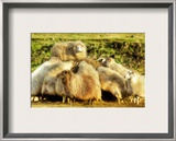 The Sheep