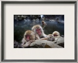Sleeping Snow Monkeys