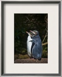 The Yellow-Eyed Penguin