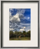 A Giraffe on the Savannah