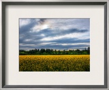 Flowers in the Field